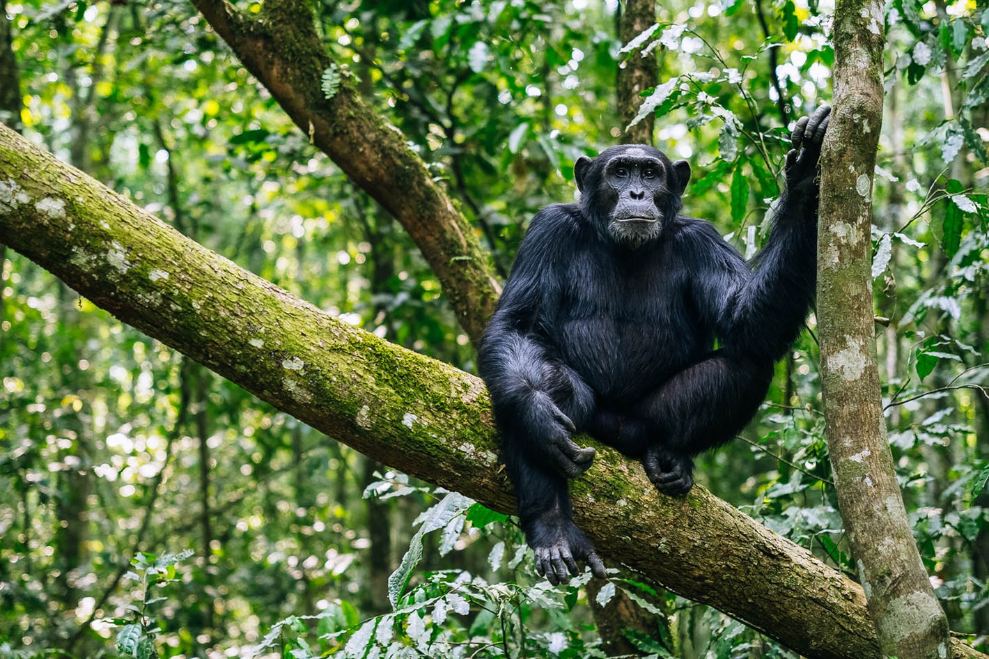 chimpanzee-kibale-forest-uganda-timbuktu-travel