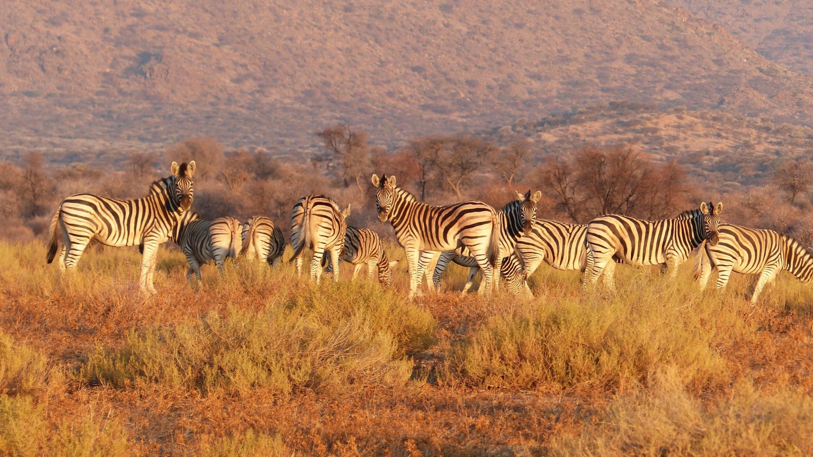 1600x900_zebra-herd-savannah