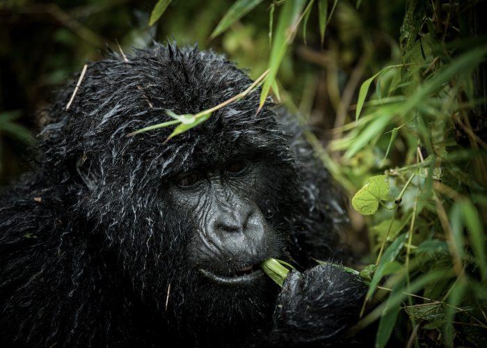 Best Rwanda Gorilla Safaris